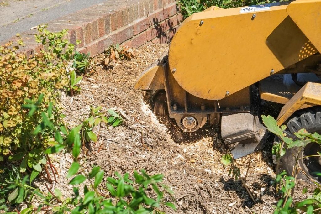 What To Do With Wood Chips From Stump Grinding