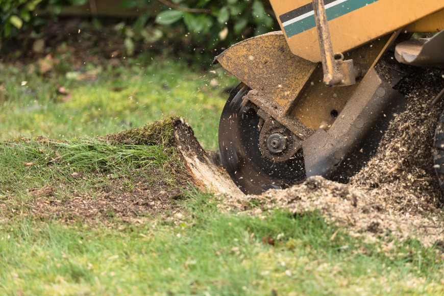 How to Remove Tree Roots After Stump Grinding